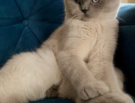 Scottish Fold Dişi arıyoruz - 118973902