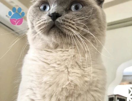 Scottish Fold Dişi arıyoruz