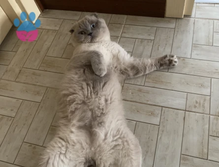 Scottish Fold Dişi arıyoruz