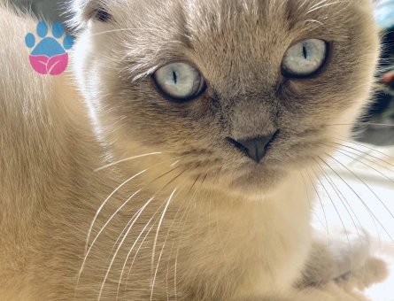 Scottish Fold Dişi arıyoruz