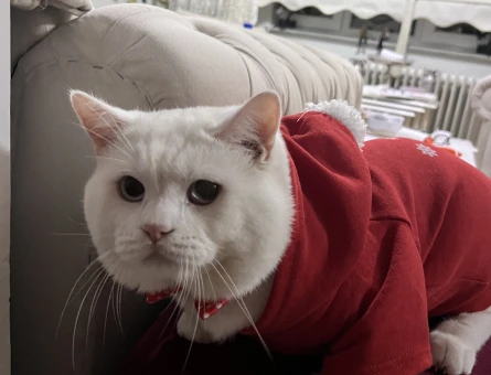 Oğluma Dişi Eş Arıyorum - 118973903