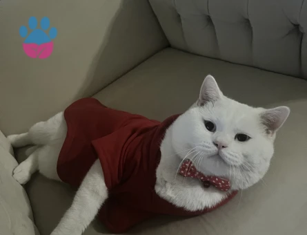 Oğluma Dişi Eş Arıyorum