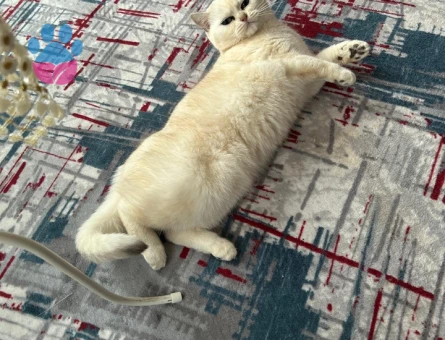 British Shorthair Kızlarıma Eş Arıyorum