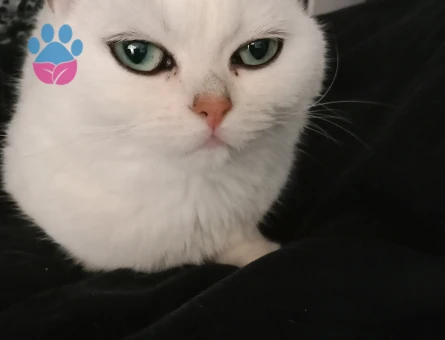 British Shorthair Kızlarıma Eş Arıyorum