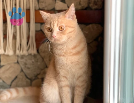 British Shorthair Dişi Kedime Eş Arıyor Kızgınlıkta