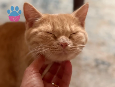 British Shorthair Dişi Kedime Eş Arıyor Kızgınlıkta