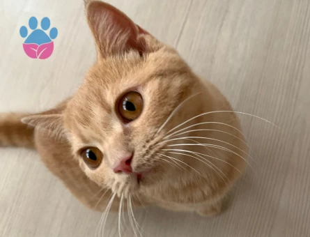 British Shorthair Dişi Kedime Eş Arıyor Kızgınlıkta