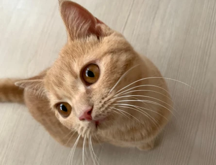 British Shorthair Dişi Kedime Eş Arıyor Kızgınlıkta - 118981584