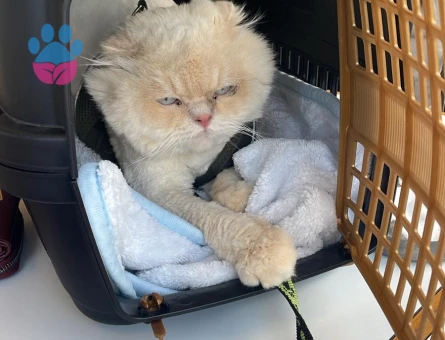 British Longhair Erkek 2 yaşında dişi arıyoruz