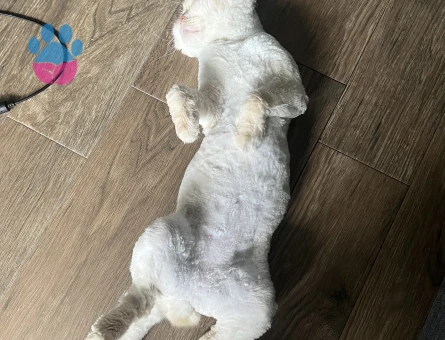 British Longhair Erkek 2 yaşında dişi arıyoruz