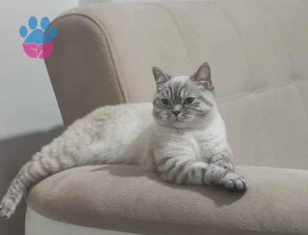 Dişi british kedi için çiftleşecek erkek eş arıyoruz