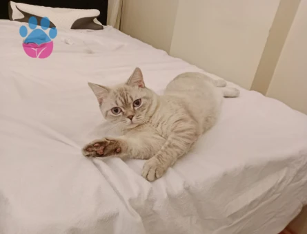 British Longhair Kıymetlimize Eş Arıyoruz