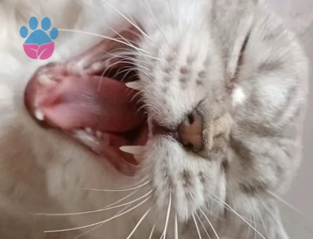 British Longhair Kıymetlimize Eş Arıyoruz