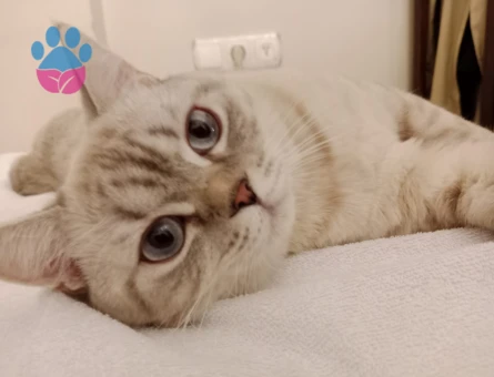 British Longhair Kıymetlimize Eş Arıyoruz