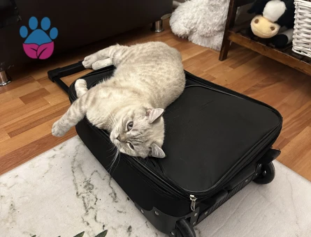 British Longhair Kıymetlimize Eş Arıyoruz