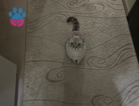 British Longhair Kıymetlimize Eş Arıyoruz