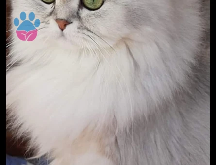 Scottish Fold Güzel kızımıza yakışıklı arıyoruz