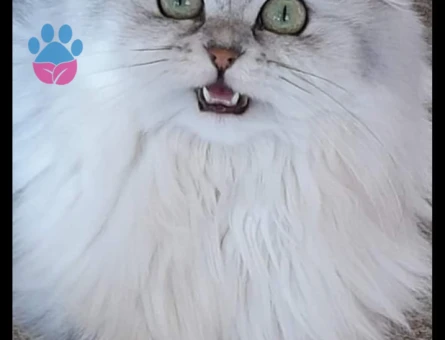 Scottish Fold Güzel kızımıza yakışıklı arıyoruz