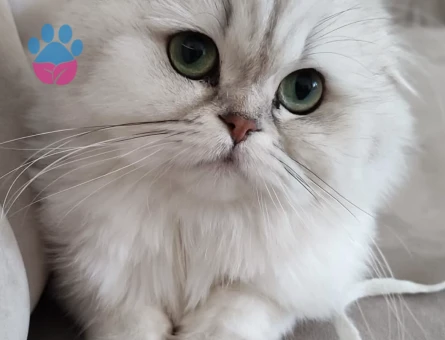 Scottish Fold Güzel kızımıza yakışıklı arıyoruz