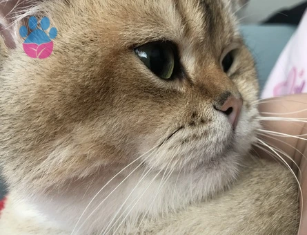 Safkan Secereli Leonardo’muza British Shorthair Bir Zevce Arıyoruz