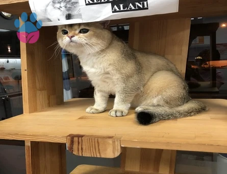 Safkan Secereli Leonardo’muza British Shorthair Bir Zevce Arıyoruz