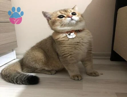 Safkan Secereli Leonardo’muza British Shorthair Bir Zevce Arıyoruz