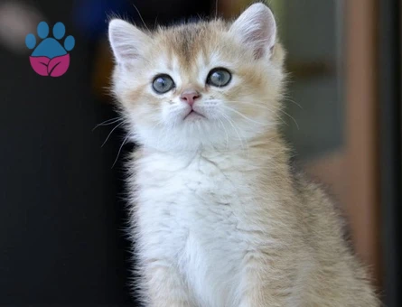 Safkan Secereli Leonardo’muza British Shorthair Bir Zevce Arıyoruz