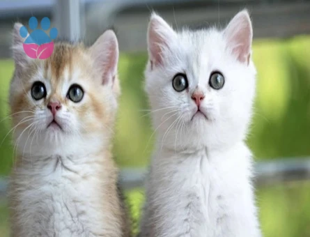 Safkan Secereli Leonardo’muza British Shorthair Bir Zevce Arıyoruz