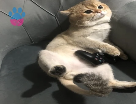 Safkan Secereli Leonardo’muza British Shorthair Bir Zevce Arıyoruz