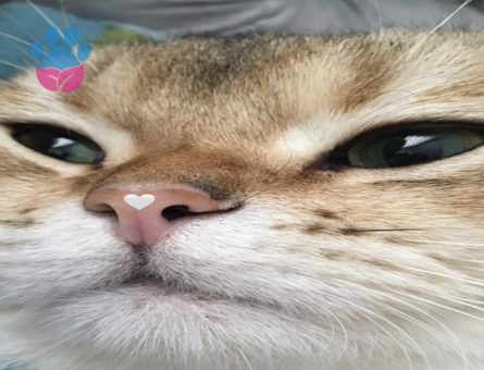 Safkan Secereli Leonardo’muza British Shorthair Bir Zevce Arıyoruz