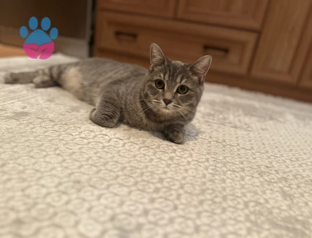 British  kedime eş arıyorum