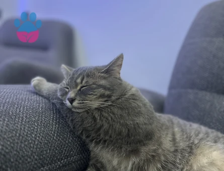 British  kedime eş arıyorum