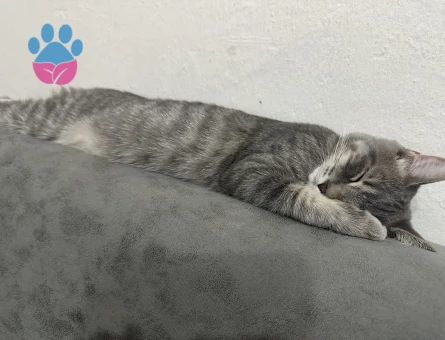 British  kedime eş arıyorum