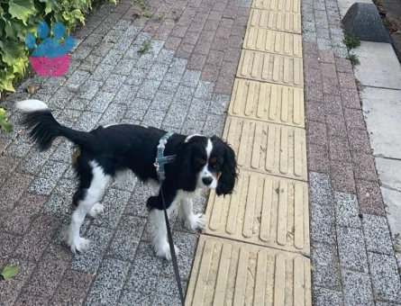 Oğluma cavalier dişi arıyorum ( İstanbul)