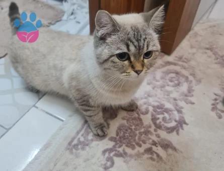 Bluepoint shorthair 11 aylık