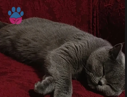 British Shorthair 1 Yaşında Kedime Eş Arıyorum