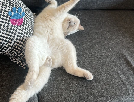 British Shorthair Oğlumuza eş arıyoruz