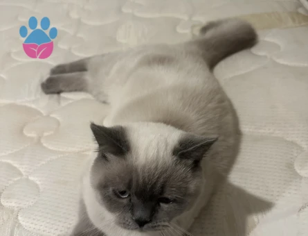 Siyam 1 Yaşında Yakışıklı Oğluma Eş Arıyorum