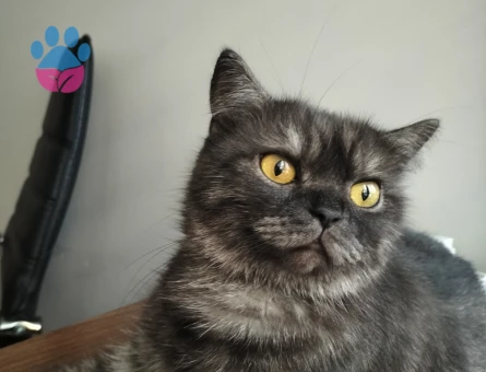 British Shorthair  Yaşında Dişi Kedime Eş Arıyorum