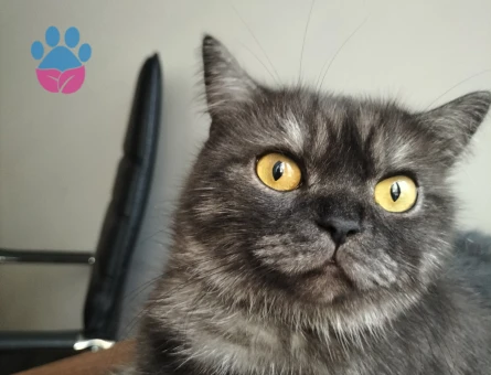 British Shorthair  Yaşında Dişi Kedime Eş Arıyorum