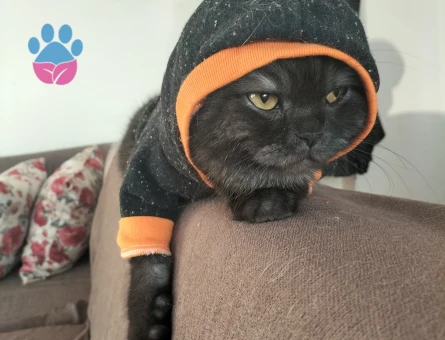 British Shorthair  Yaşında Dişi Kedime Eş Arıyorum