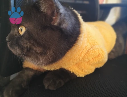 British Shorthair  Yaşında Dişi Kedime Eş Arıyorum