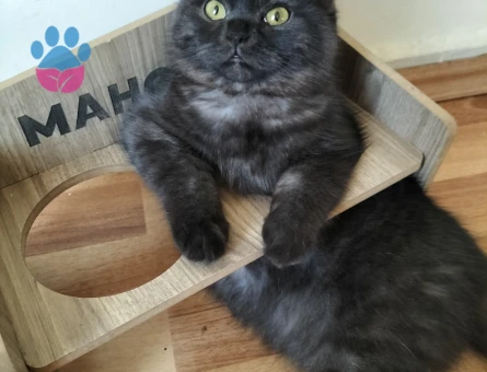 British Shorthair  Yaşında Dişi Kedime Eş Arıyorum