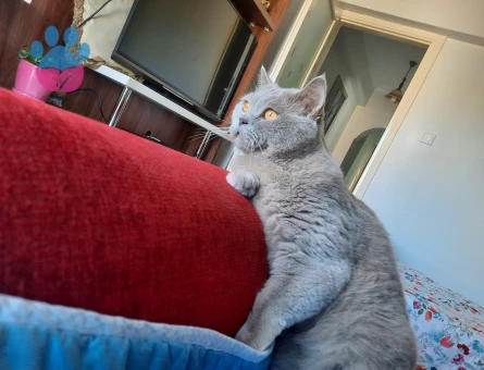 British Shorthair 2 Yaşında Erkek Kedime Eş Arıyorum