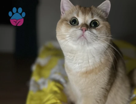 British shorthair golden Kızgınlıkta