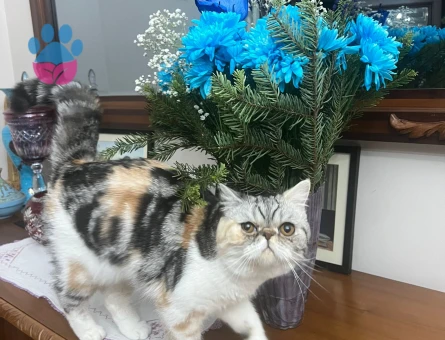 Exotic Short Hair Ponchita ya Yakışıklı Damat