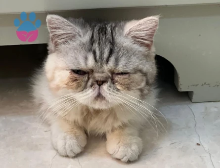Exotic Short Hair Ponchita ya Yakışıklı Damat