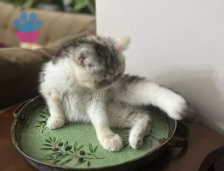 Exotic Short Hair Ponchita ya Yakışıklı Damat