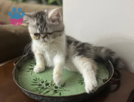 Exotic Short Hair Ponchita ya Yakışıklı Damat