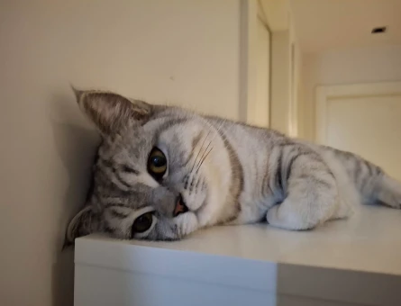 British Shorthair Damat adaylarını bekliyoruz - 118974728